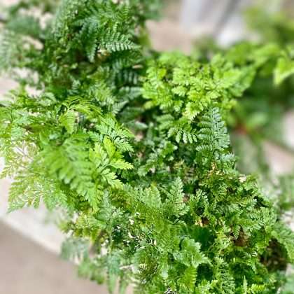 Rabbit Foot Fern