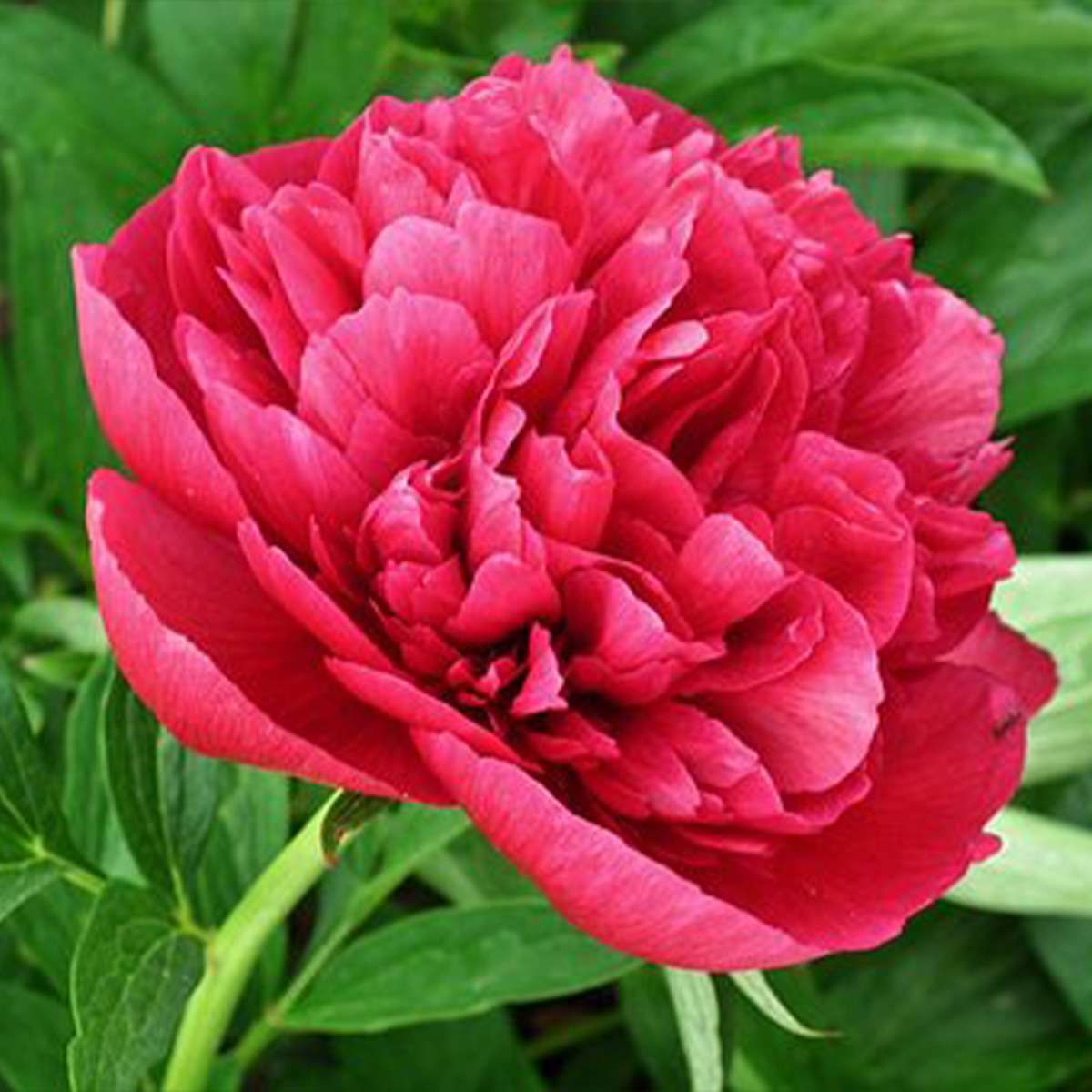 Peony Palooza - Image 4