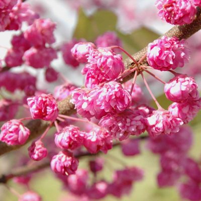 Pink Pom Poms Redbud