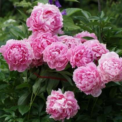 Sarah B Peony