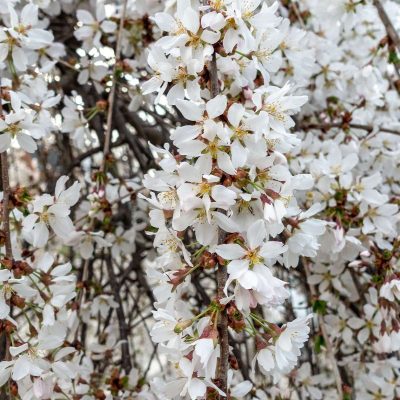 Snow Fountain Weeping Cherry