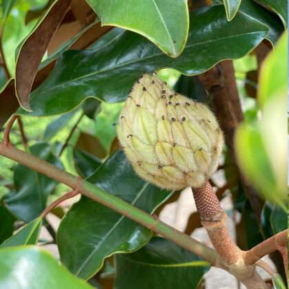 Southern Magnolia Bracken's Brown Beauty