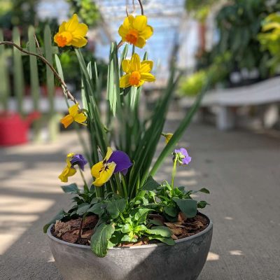 Spring Pansy Bowl Make & Take