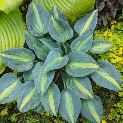Touch of Class Hosta
