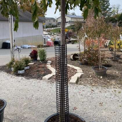 Tree Guard Rigid Mesh