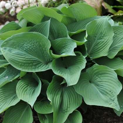 Blue Angel Hosta