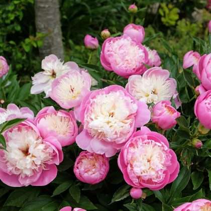 Bowl of Beauty Peony
