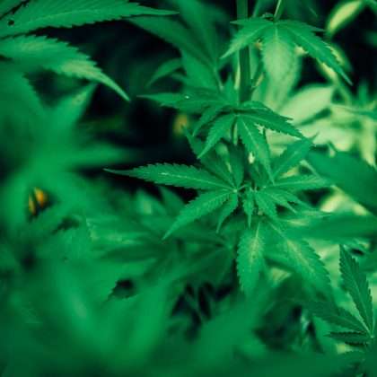 Cannabis Talk