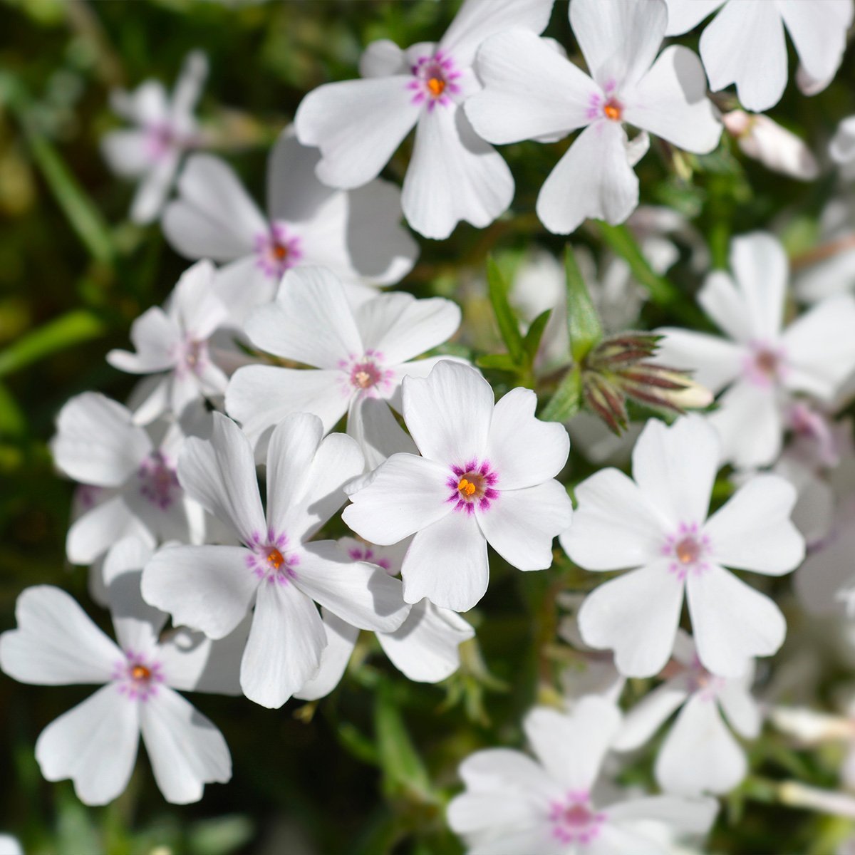 Creeping Phlox Amazing Grace