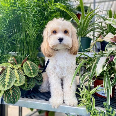 Dog Days of Summer Celebration
