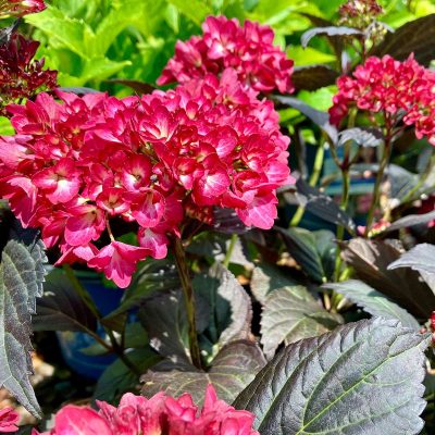 'Eclipse' Hydrangea
