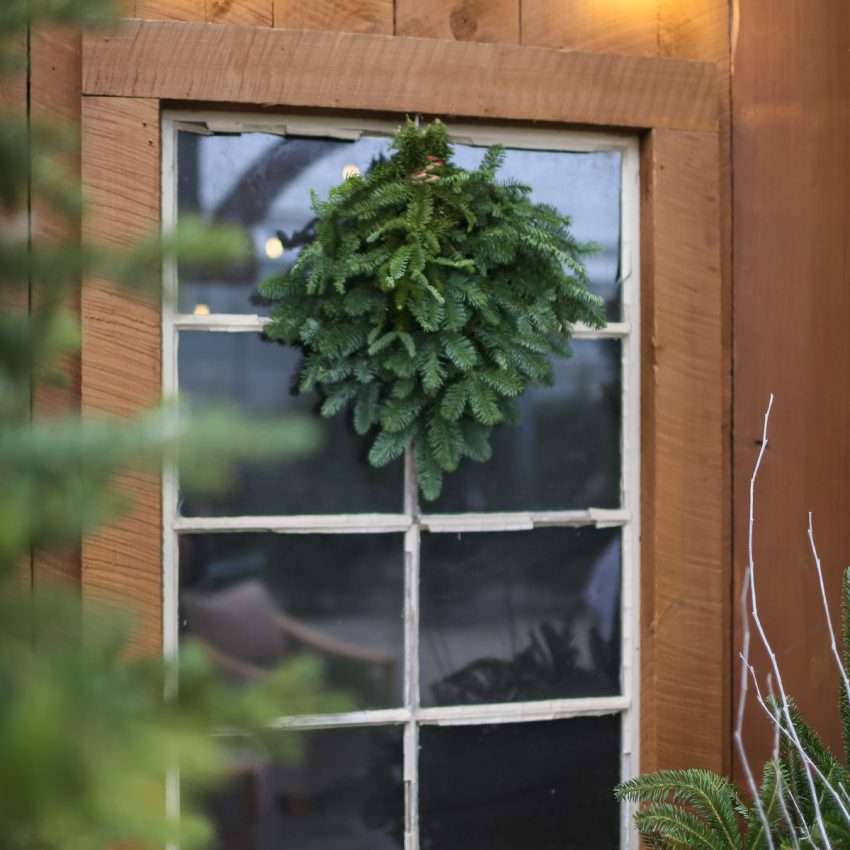 Noble Fir Bunch | White Oak Gardens | Cincinnati, OH