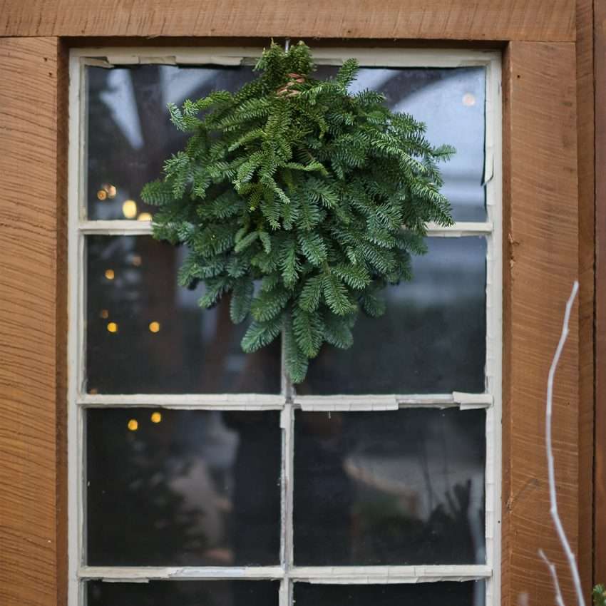 Noble Fir Bunch | White Oak Gardens | Cincinnati, OH