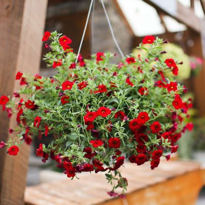 Hanging Basket