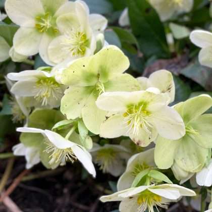 Heck Yeah Hellebores!