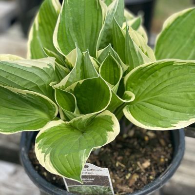 Hosta Hoopla
