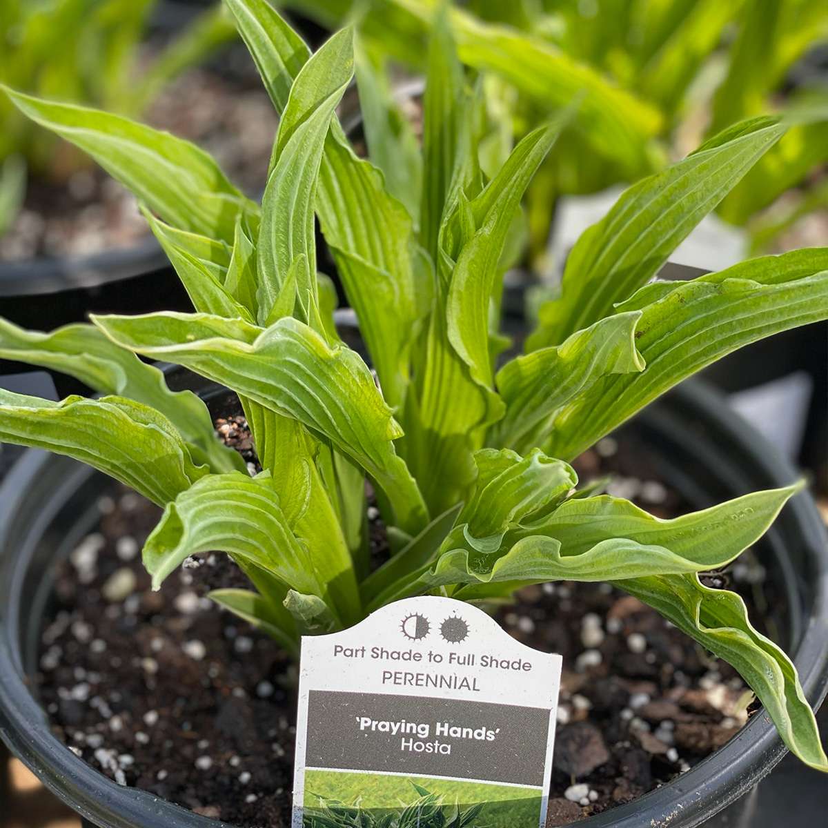 Hosta Hoopla - Image 5