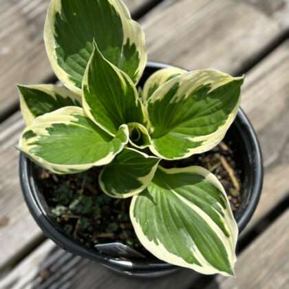Patriot Hosta