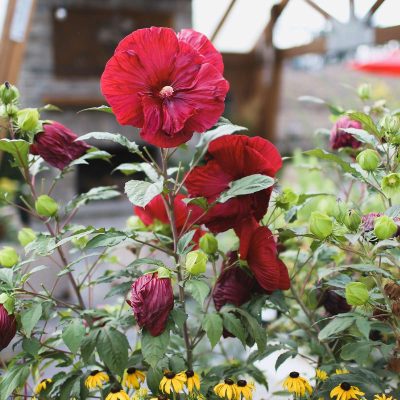 Perennial Hibiscus