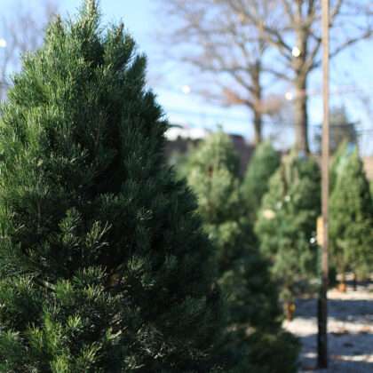 Scotch Pine