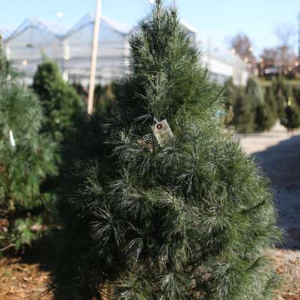 White Pine